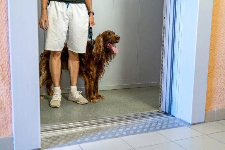 Dog,With,The,Owner,In,Elevator